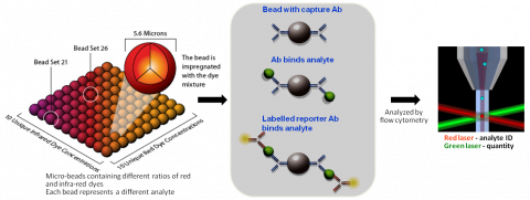 Multiplexed Immunoassay