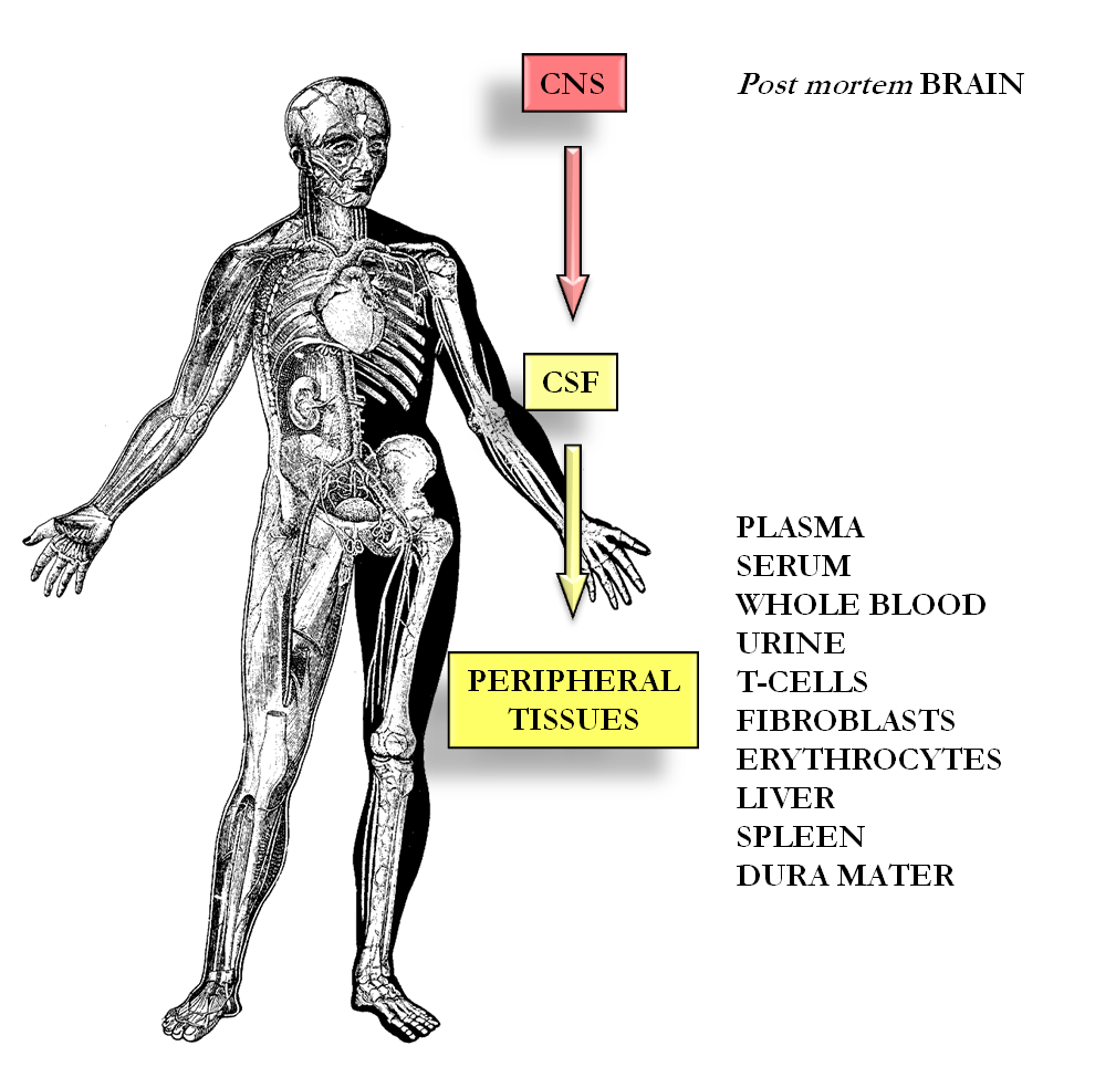 Central and Peripheral