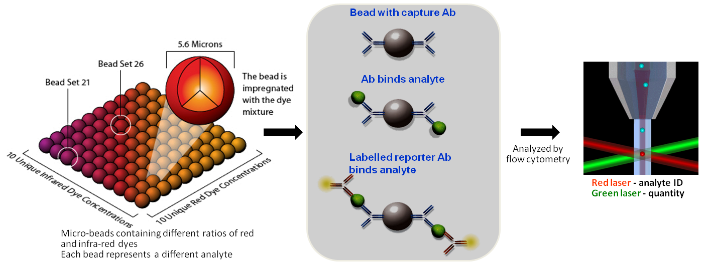 Multiplexed Immunoassay